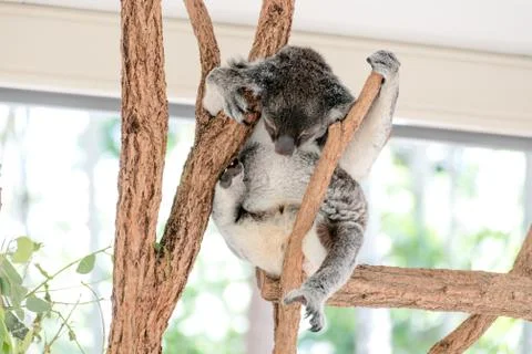 Koala bear sleeping on a tree Stock Photos