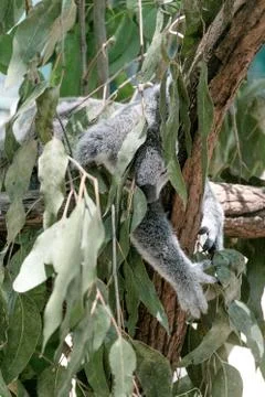 Koala bear sleeping on a tree Stock Photos
