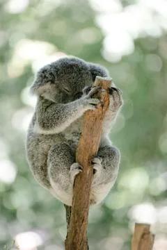 Koala bear sleeping on a tree Stock Photos