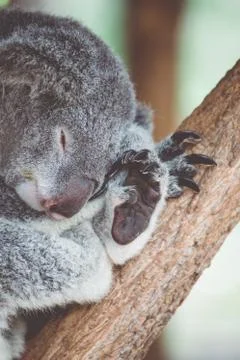 Koala bear sleeping on a tree Stock Photos