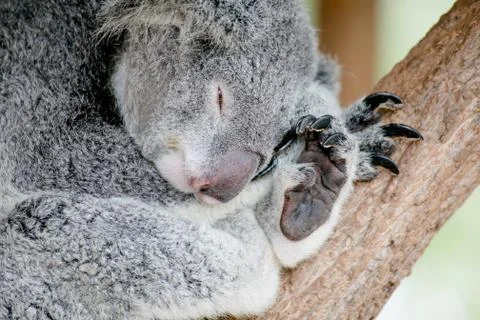 Koala bear sleeping on a tree Stock Photos