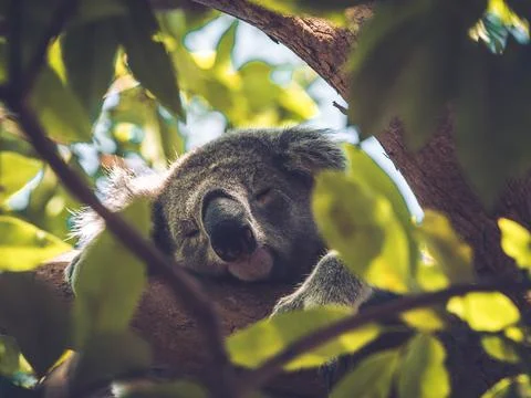Koala Bear Sleeping in the trees Stock Photos