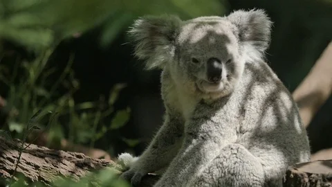 Koala Bear In Slow Motion Stock Footage 81309227