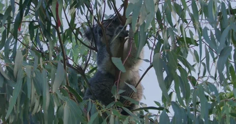 Koala Bear In A Small Tree Stock Footage 316816661