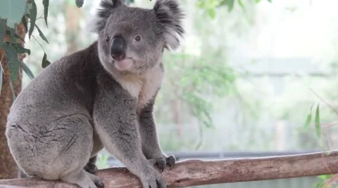 Koala Bear standing on an Eucalyptus tree Stock Footage 39992433