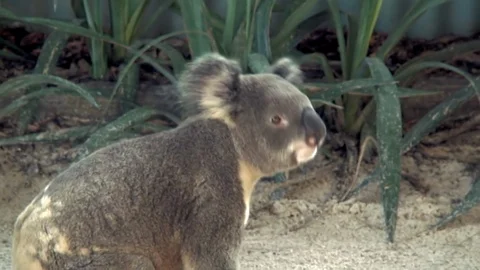 Koala Bear Stomps about Exploring Stock Footage 92399501
