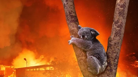 Koala Bear In Tree Caught In Australian Bush Fire 動画素材 122346651