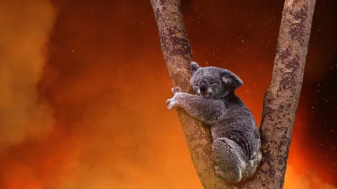koala-bear-tree-caught-fire-footage-122295486_iconl.jpeg