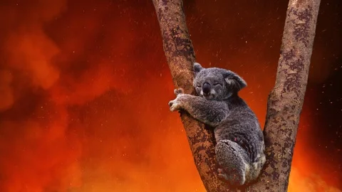 Koala Bear In Tree Caught In The Fire 2 Vídeo Stock 122295488