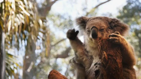 Koala bear in a tree Stock Footage 8655291