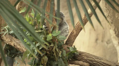Koala bear in a tree Stock Footage 36012080