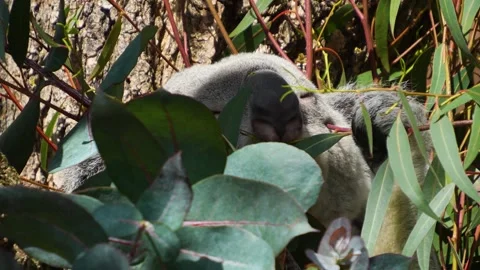 A koala bear on a tree Stock Footage 273500718