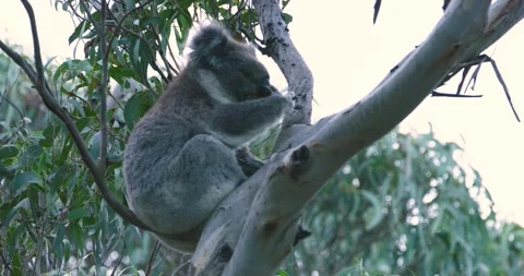 Koala Bear on Tree Licking Paws Stock Footage 316866109
