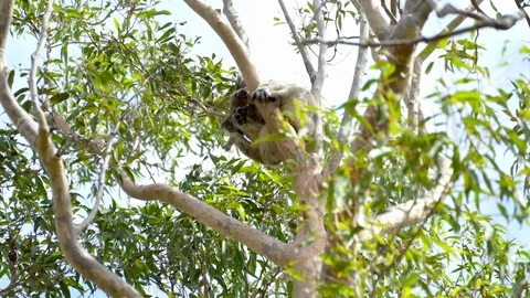 Koala Bear in the Tree in a Park living freely in Australia Stock Footage 102829321