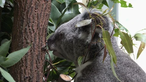Koala Bear Turns Head In Tree 스톡 동영상 101622066