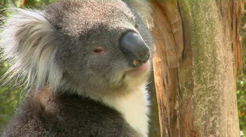 A koala bear turns its head and looks around while sitting Stock Footage 554159