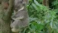 Koala Bear Waking Up HD Footage