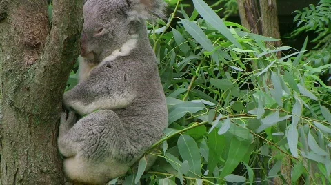 Koala Bear Waking Up Stock Footage 640879