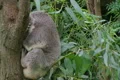 Koala Bear Waking Up Footage