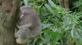 Koala Bear Waking Up HD Footage