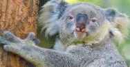 Koala Bear Wild Australian Animal 4K Video Stock Footage