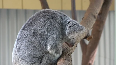 Koala Bear Yawning In Tree 스톡 동영상 101622798