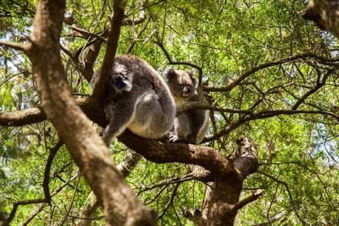Koala Bears Stock Photos