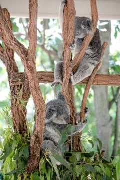 Koala bears Stock Photos