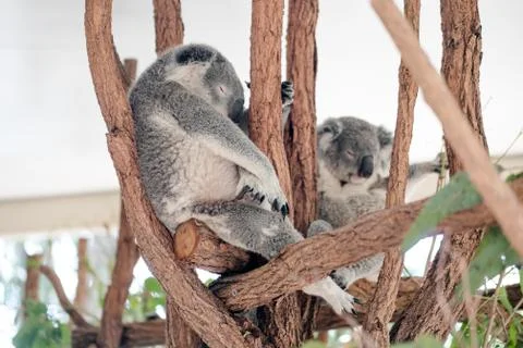 Koala bears sleeping on a tree Stock Photos