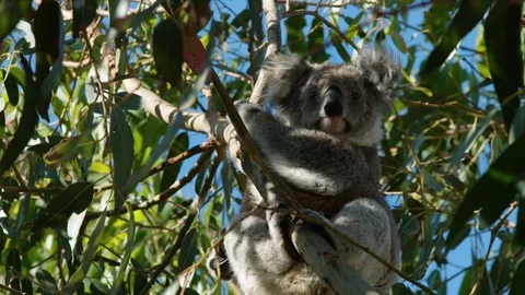 Koala being blown around in a Eucalyptus gum tree. Stock Footage 87826090