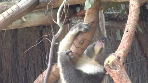 Koala being given new leaves Stock Footage 8654288