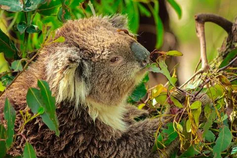 Koala Browsing Through Dense Foliage - September 19, 2011 Stock Photos