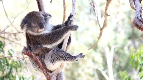 Koala ChangingPosition Stable C0008 Stock Footage 81470069