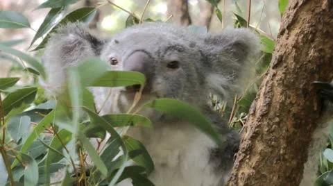 A Koala chewing Eucalyptus Leaves Stock Footage 18188787