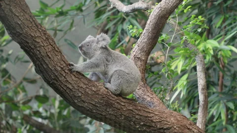 Koala child climbs up a tree to get to their mother, Zoo Zurich Stock Footage 341618319