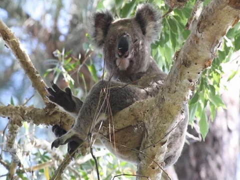 KOALA WITH CHLAMYDIA Stock Footage 100049396