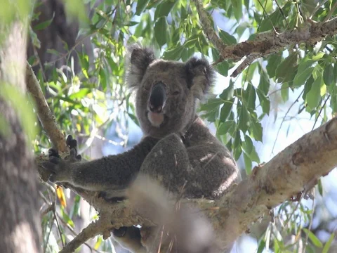 KOALA with Chlamydia looking around Stock Footage 100048749