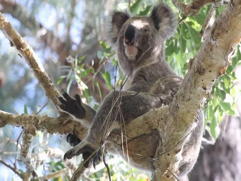KOALA WITH CHLAMYDIA LOOKING Stock Footage 100049745