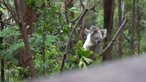 Koala - Cinematic Shot Stock Footage 168713479