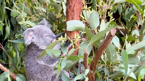 Koala Climbing and Eating Eucalyptus Leaves in a Gum Tree Vídeos de archivo 331419976
