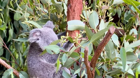Koala Climbing a Eucalyptus Tree in Australia Zoo Beerwah Stock Footage 330698784