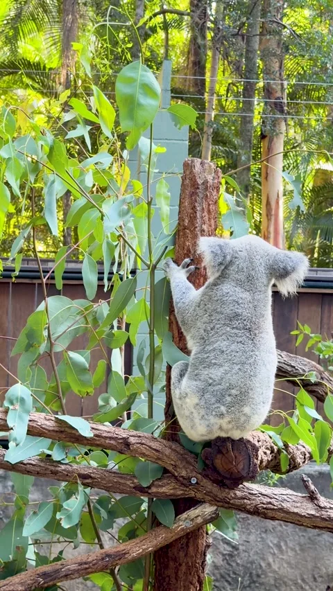 Koala Climbing a Eucalyptus Tree in a Sunny Australian Zoo Sanctuary Stock Footage 331272884