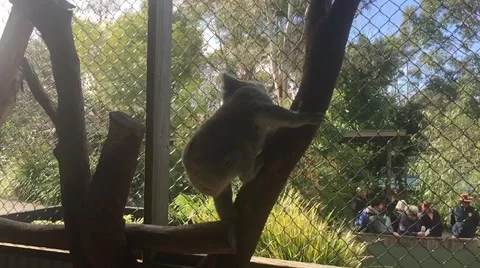Koala climbing Stock Footage 56821530