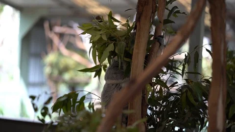 Koala Climbing Vídeos de archivo 94642413