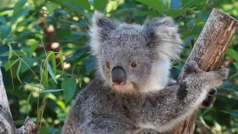 A Koala climbing from one tree to the next Stock Footage 88488550