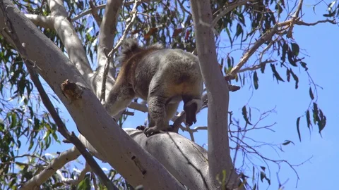 Koala climbing in tree in Australia 動画素材 90497184