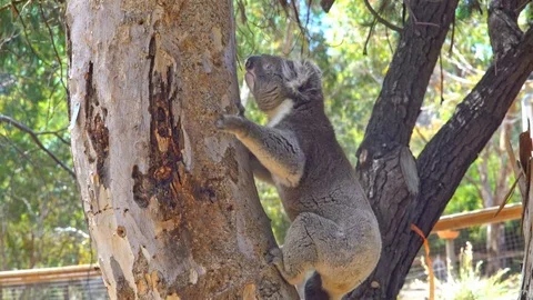 Koala climbing a tree in Australia Stock Footage 90497187