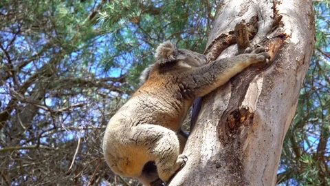 Koala climbing a tree in Australia 動画素材 90497191