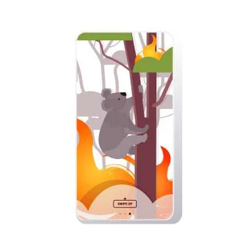 Koala climbing tree forest fires in australia animals dying in wildfire bushf Stock Illustration