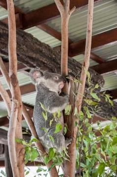 Koala climbing a tree Stock Photos